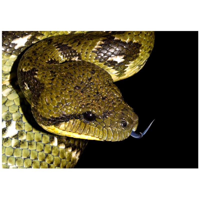 Boa arboricola de Madagascar - imagine 4